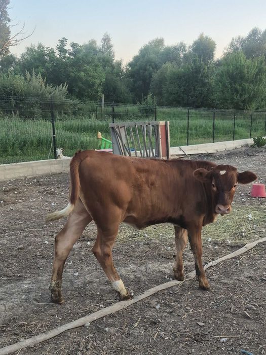 Vând vițică în vârstă de 4 luni