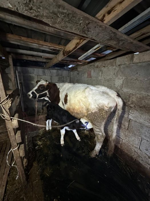 Животное /Сельхозживотное