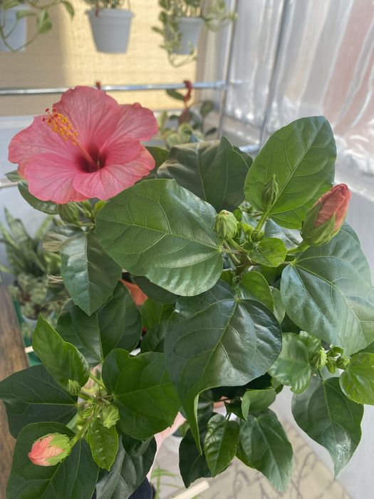 Продам домашние-комнатные цветы