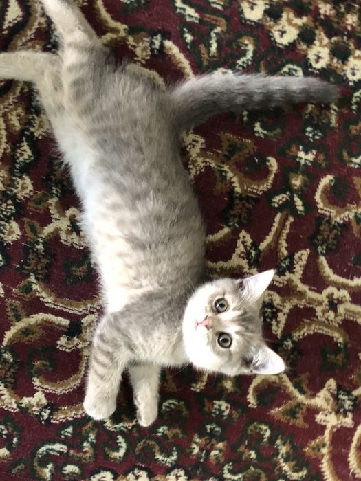 Мушук скотиш ва британски шиншила