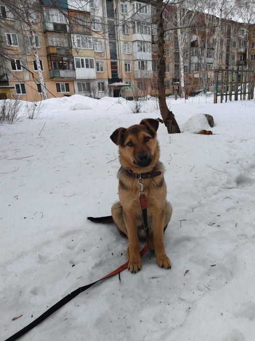 Щенок ищет свой дом!