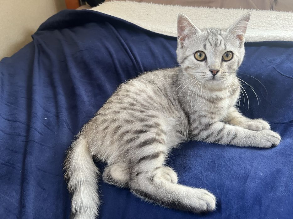 Котенки милашки:)!