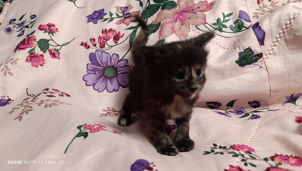 Продажа котята Мейн-куны