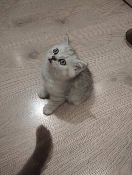 Шотландский котёнок