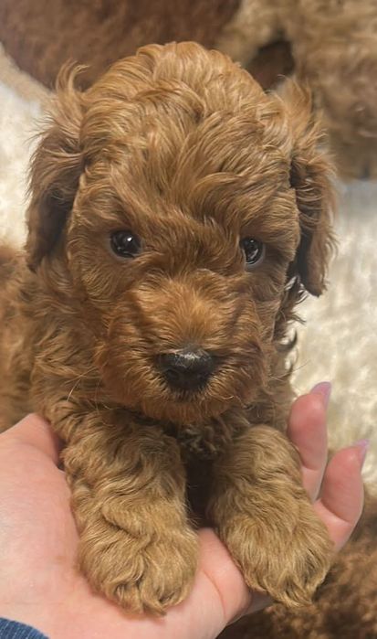 Poodle mini/toy  cu  pedigree