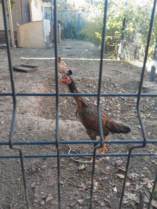 Дакан бойцовские куры и петух