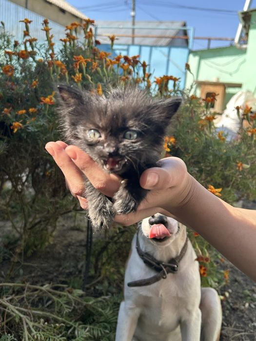 Котята ищут дом, в хорошие руки