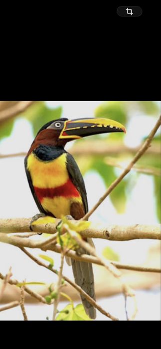 Perechi aracari