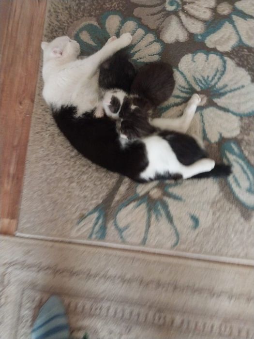 Отдам котят в добрые руки!