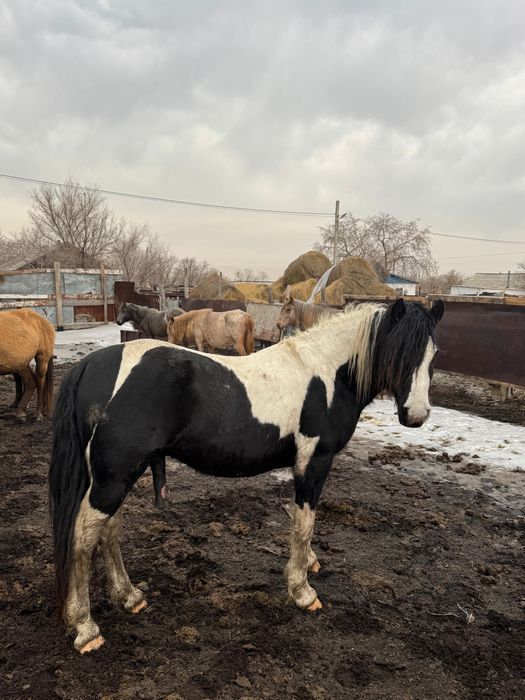 Продам или оббменн ЖЕРЕБЕЦ