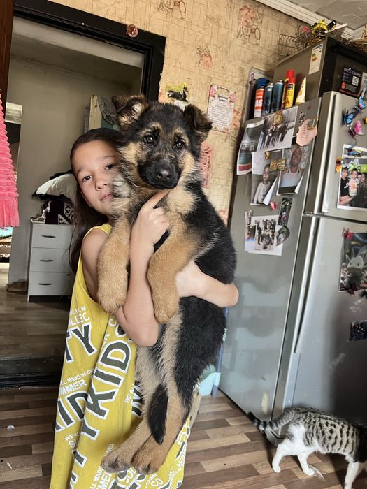 Щенки немецкой овчарки