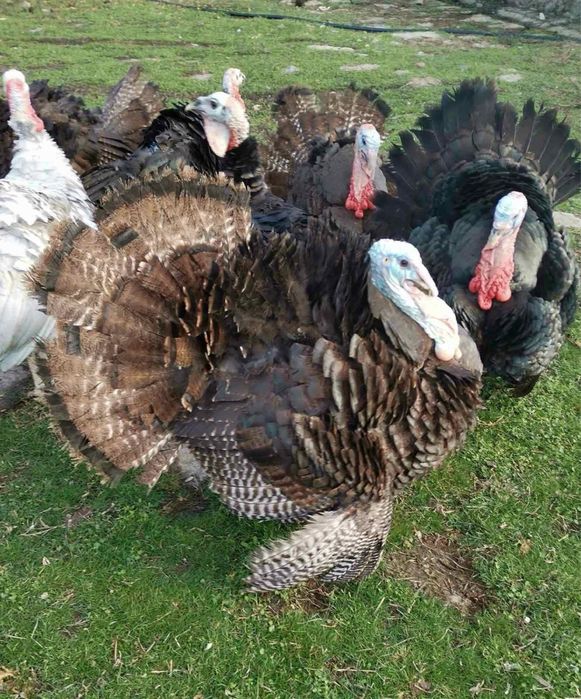 МЛАДИ! Пуйки/Пуяци за клане и разплод