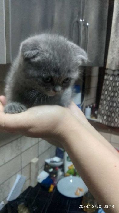 Продаются котята, девочки, одна страйт, 2 фолд вислоухие