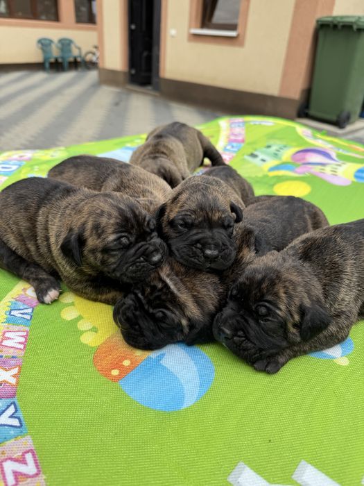 Pui Presa Canario disponibil