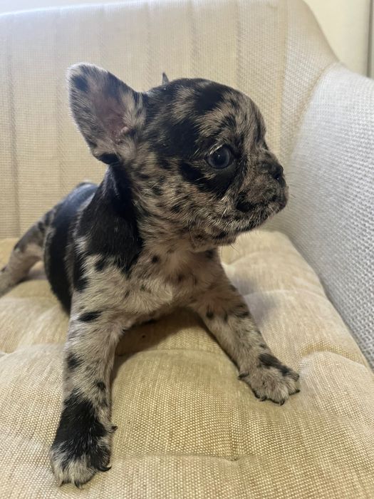 Bulldog francez merle