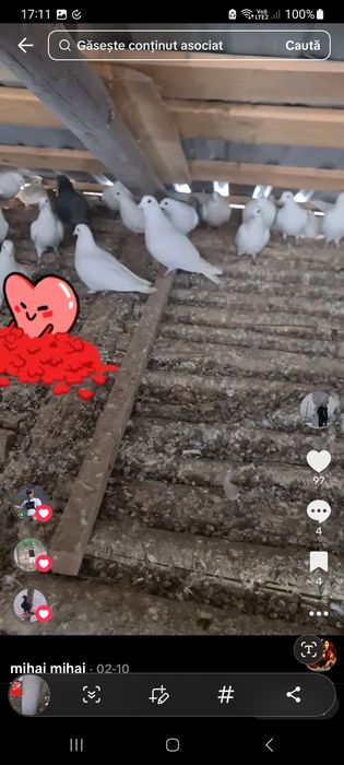 De vânzare voiajori albi