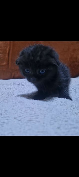 Вислоухие котята