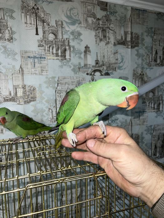 Продам Александрийского попугая выкормыша