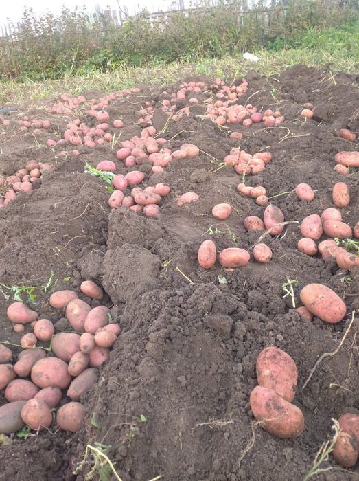 Продается домашняя картошка