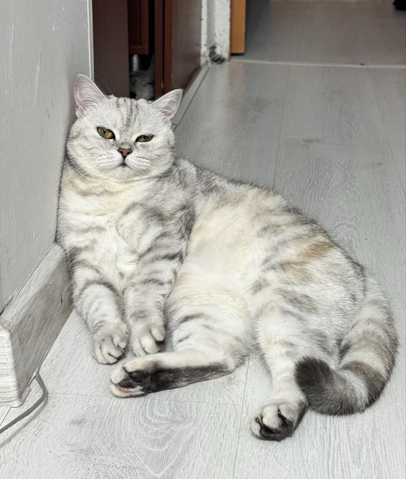 Кошечка скоттиш фолд