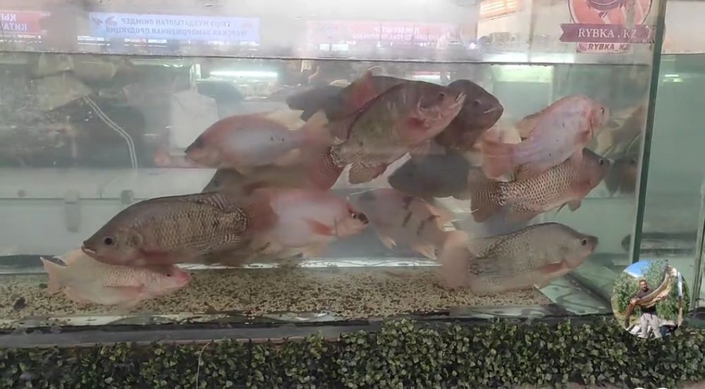 Отдел продажи живой рыбы