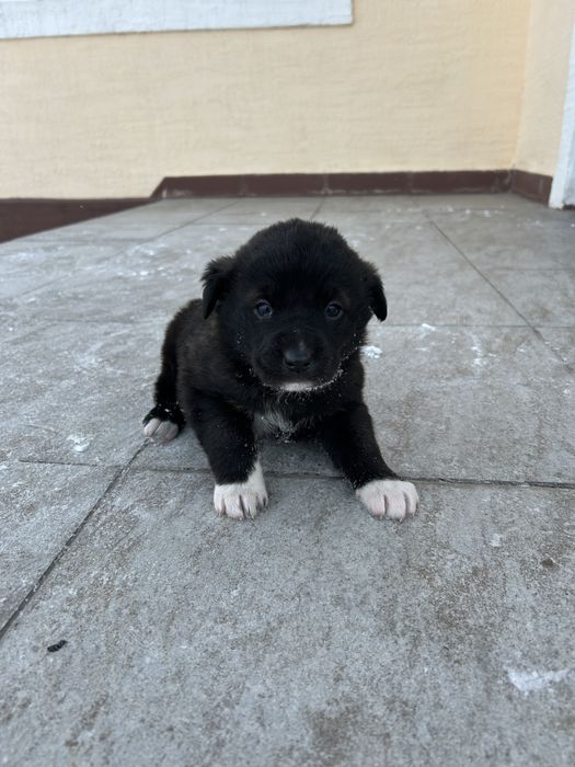 Щенок бесплатно в добрые руки