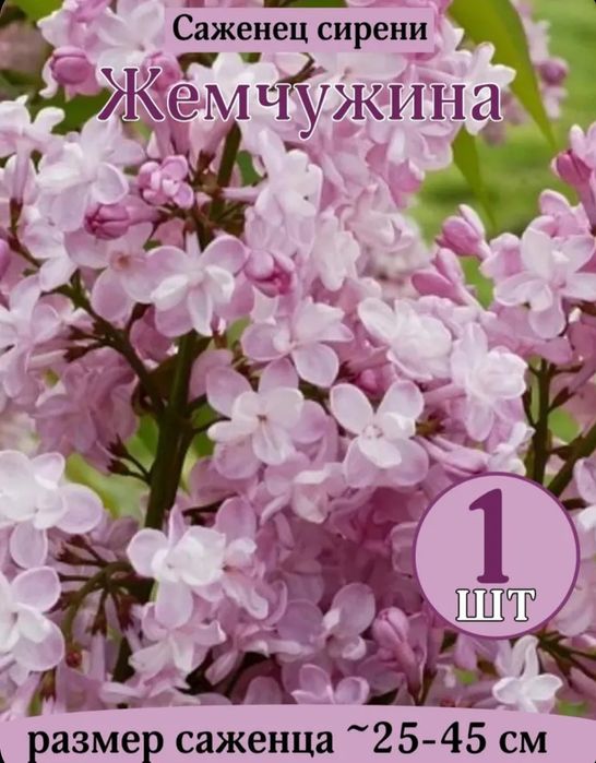 Продам саженцы сирени привизеные с России