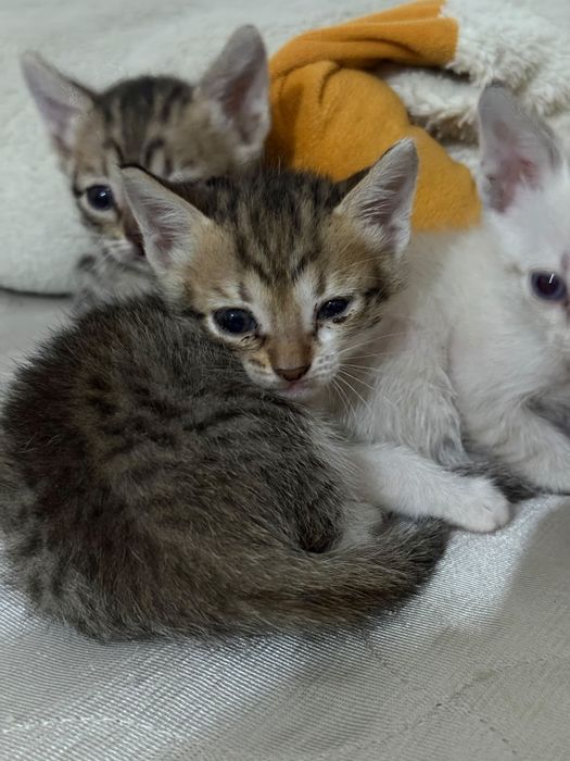 Отдам в добрые руки котят