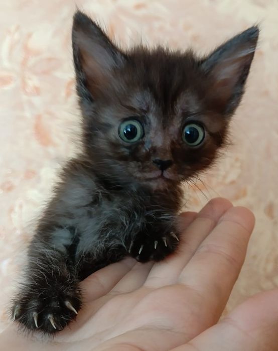Отдам котят в добрые руки