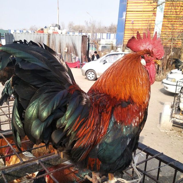 Men qiz dostimni oshxonada sikdim