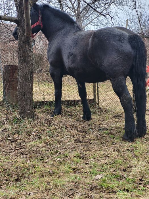 Iapa 5 ani gestanta in 8 luni