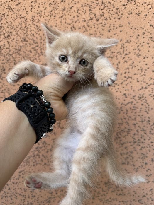 Котята ищут дом