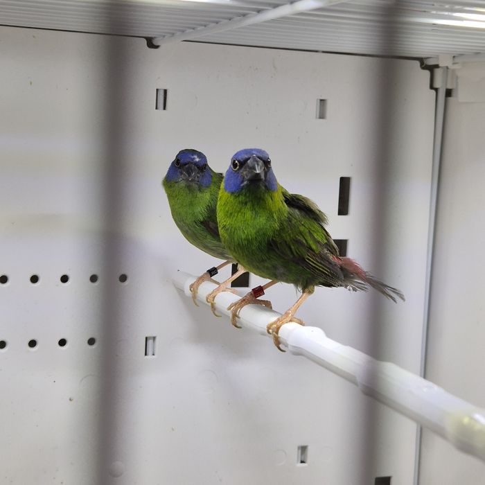 Pasari exotice fasciata masculi