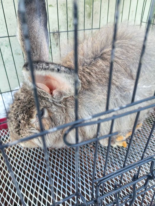 Большой    кролик