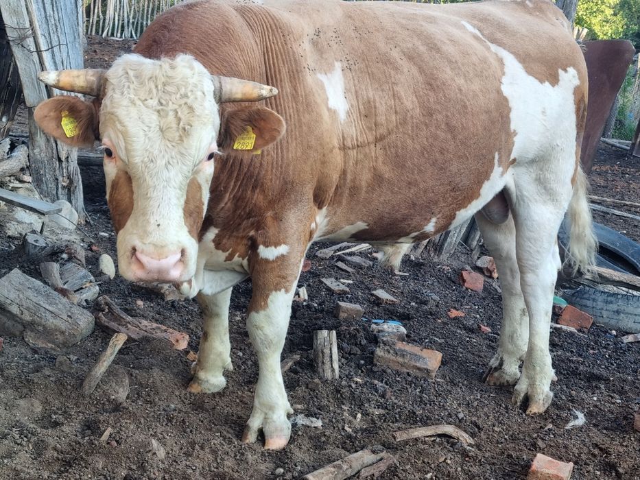 Tauri si vaci de vinzare