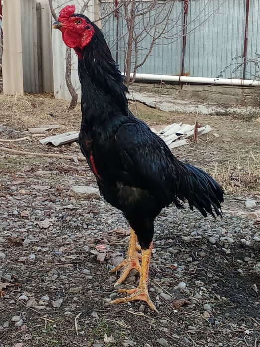 Дакан тулек сатылады