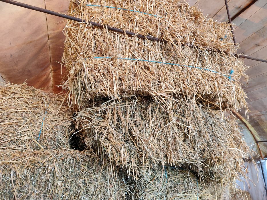 Vînd baloti de lucerna