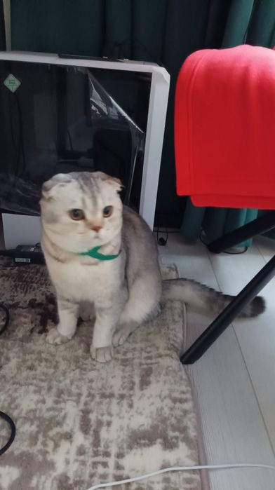 Вислоухая  Серебристый шиншилла