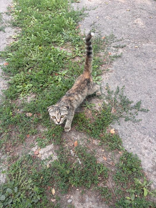 Котенок Вислоухий.
