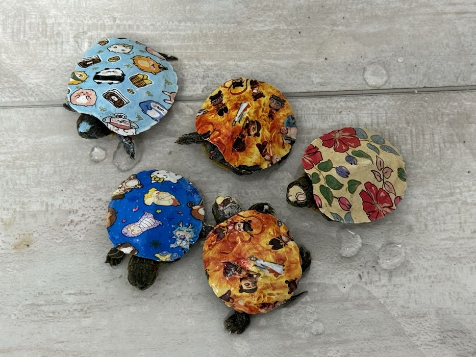 черепаха  для аквариума