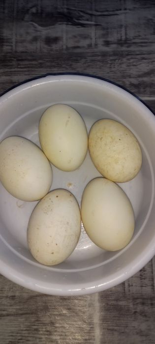 Гоз тухумлари бор