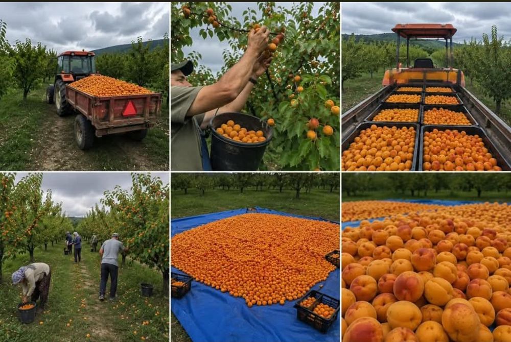 Caise țuică planică