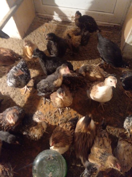 Продам. Цыплят домашние обычные