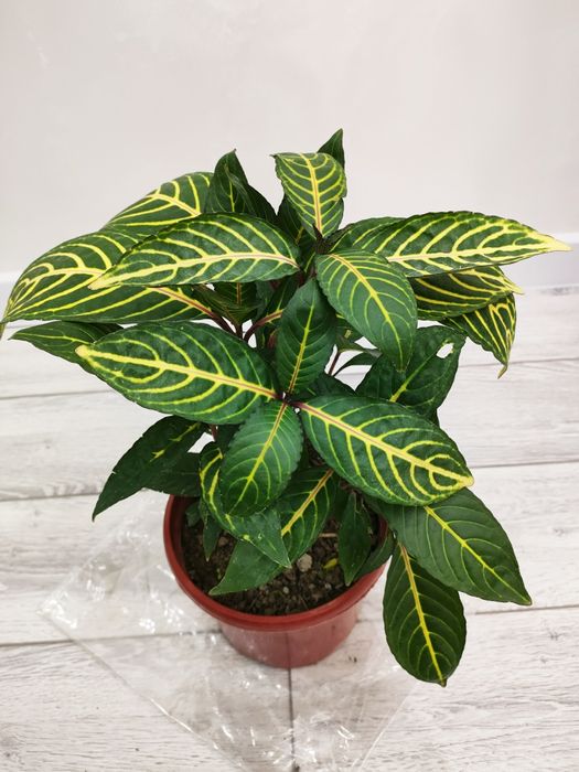 Комнатные растения, доставка