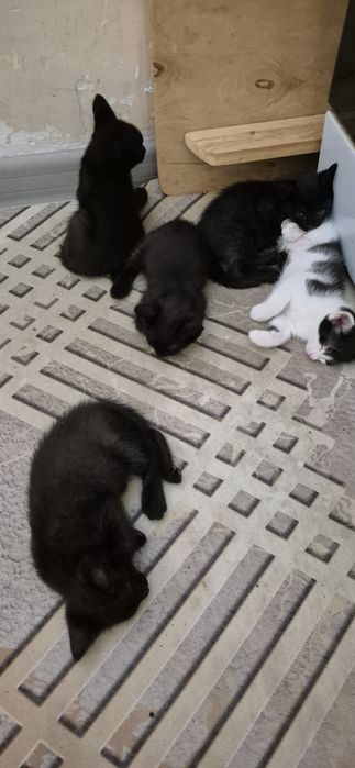 Кошка с котятами 1мес