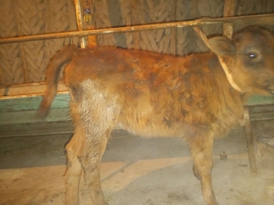 Ona bola sigir sotiladi.