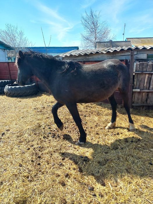 Продам кобылу жерёбую