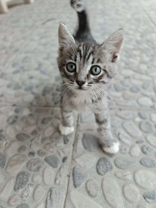 Отдам в добрые руки