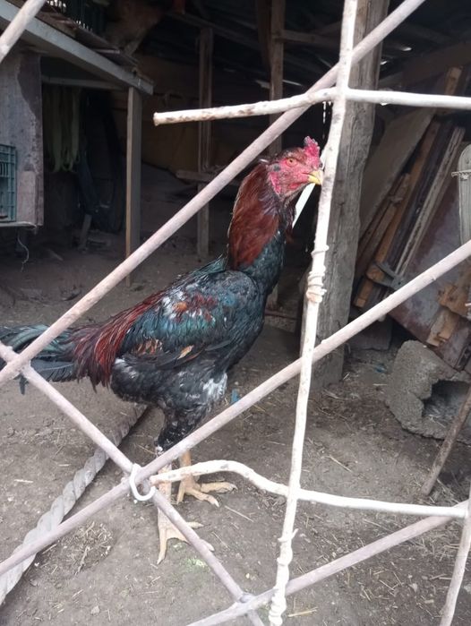 Байцовые срочно продам