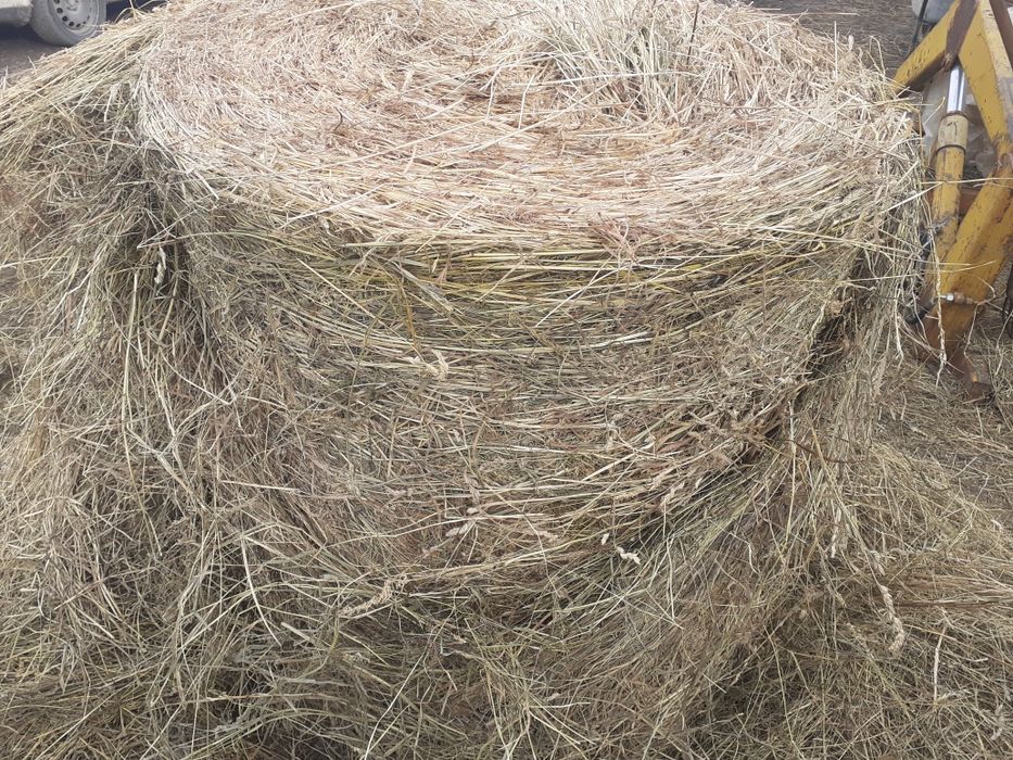 Vând baloti de lucerna, fan și paie de orz